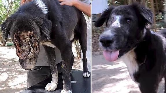 imagen de Kali antes y después de la operación. 