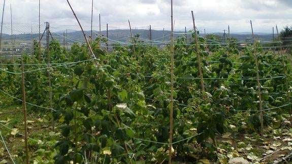 Huerto ecológico de Suances