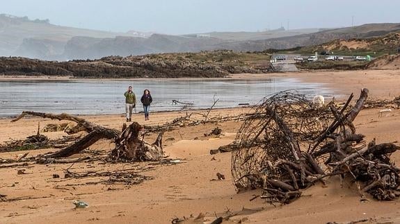 Palos, ramas... la basura arrastrada por el temporal se acumula en la playa de Valdearenas, en Liencres. 
