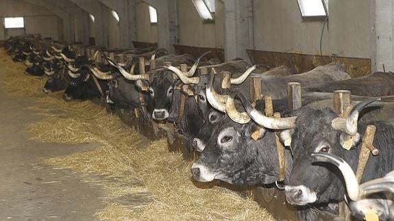 Explotación ganadera en Rubalcaba.