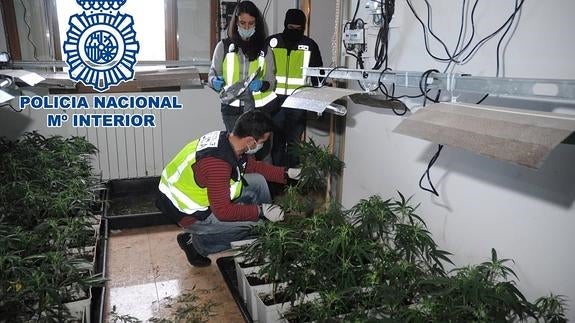 Una de las plantaciones desmanteladas por la Policía de Bilbao en Bárcena de Cicero.