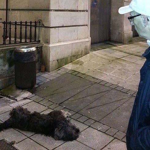 Cadáver del perro, tendido en la calle, después de ser pateado en mayo de 2014.