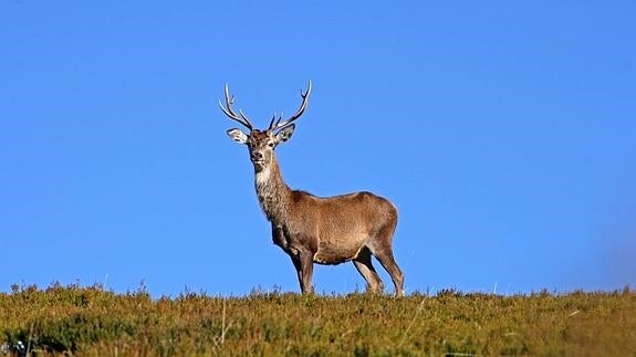 Ejemplar de venado.