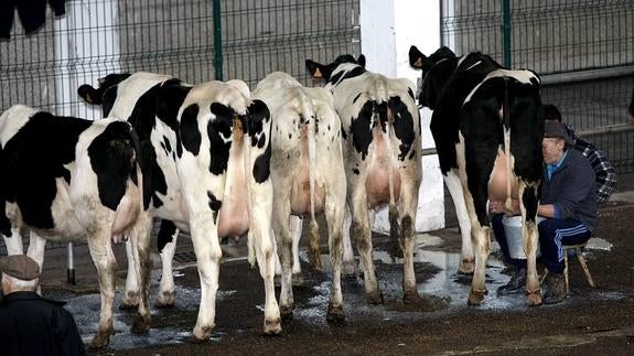 Un ganadero ordeña una vaca en el Mercado de Ganados de Torrelavega.