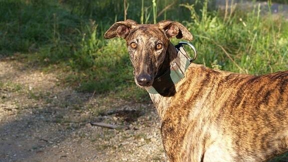 Camille es uno de los galgos a los que se les busca famiila de adopción.