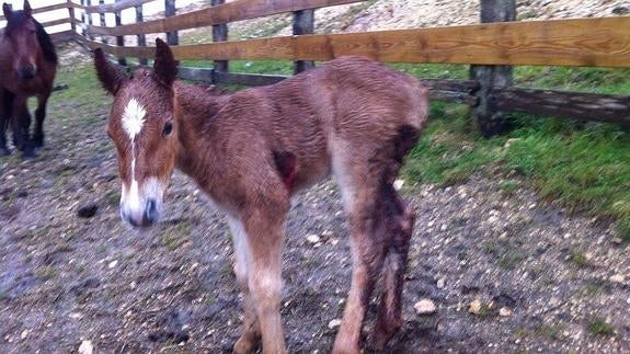 El animal recién nacido falleció al tercer día por las heridas.