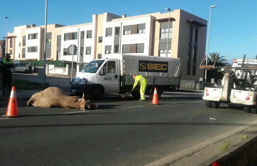 El cuerpo del animal, momentos antes de ser retirado por la grúa.