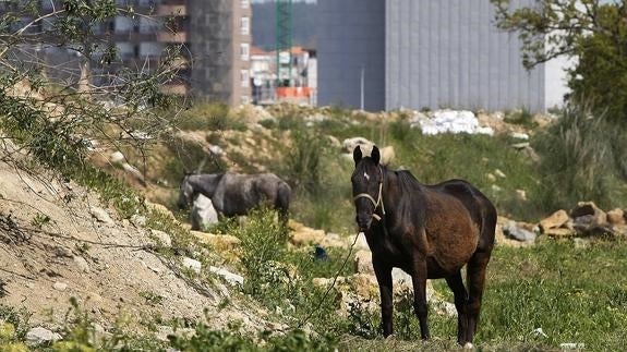 Caballos en una finca en El Valle donde el Ayuntamiento retiró la pasada semana los restos de un vertedero ilegal.