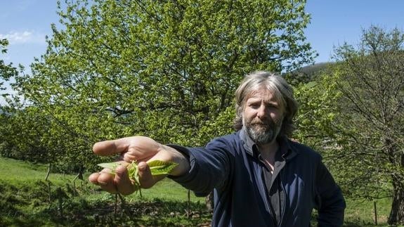 Miguel Ángel Gómez Soler muestra unas hojas de uno de los castaños de su propiedad afectados por el insecto.