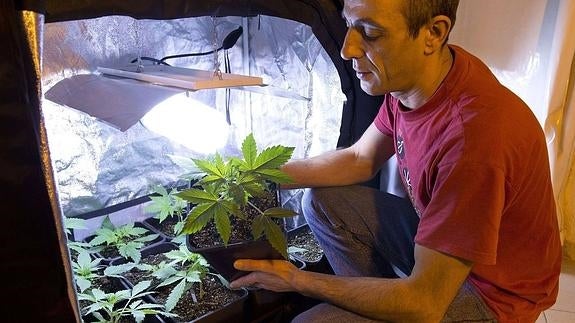 En los últimos años, el cultivo de marihuana en Cantabria ha pasado a ser un 70% en interiores o bajo techo y un 30% en plantaciones exteriores.