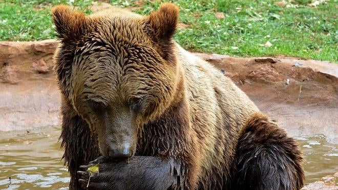 Dos días buscando a un oso en Cantabria