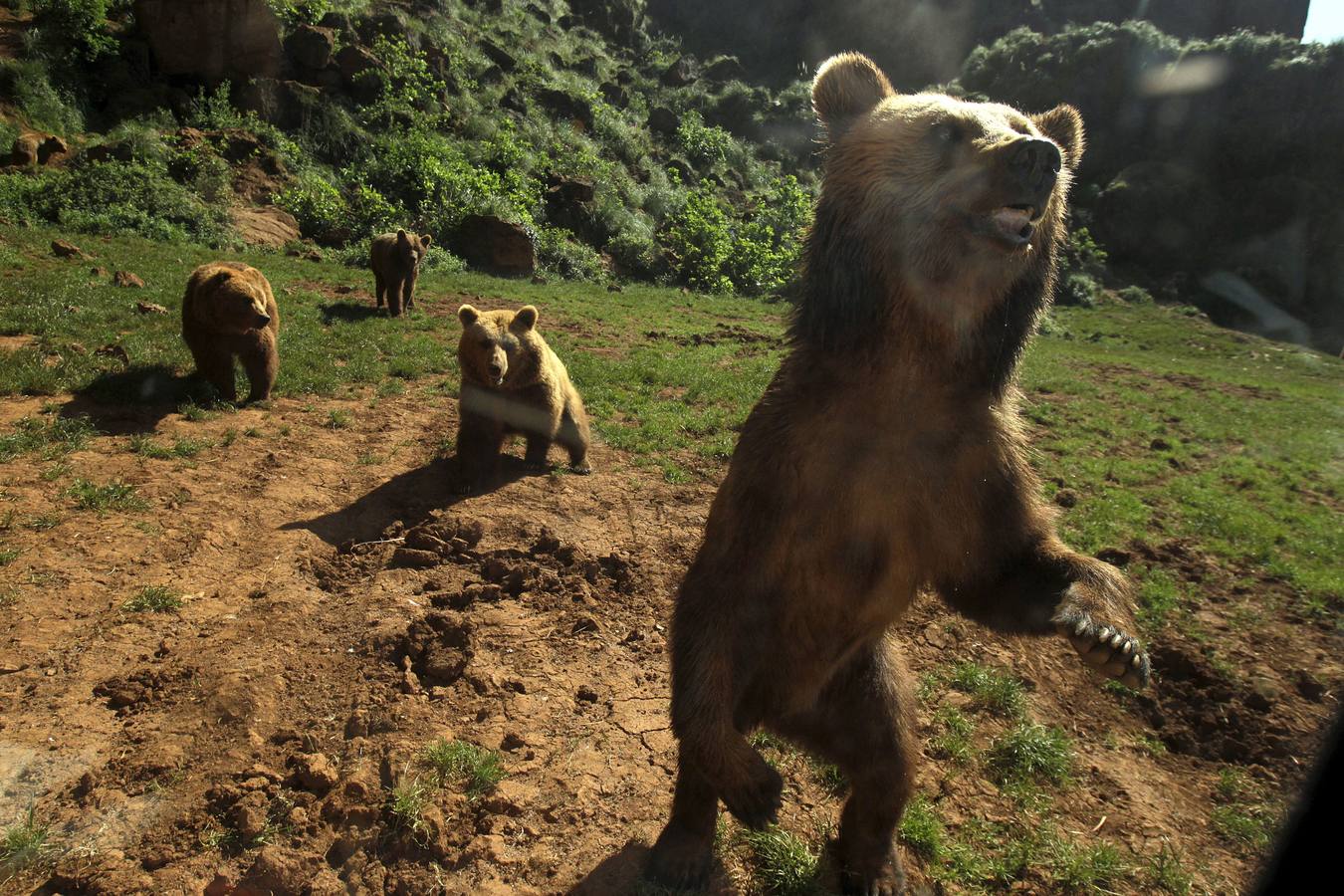 Osos en el recinto de Cabárceno