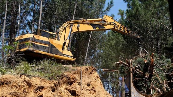 Coorcopar está realizando la tala de árboles previa a la construcción del campo de golf en Torres. 