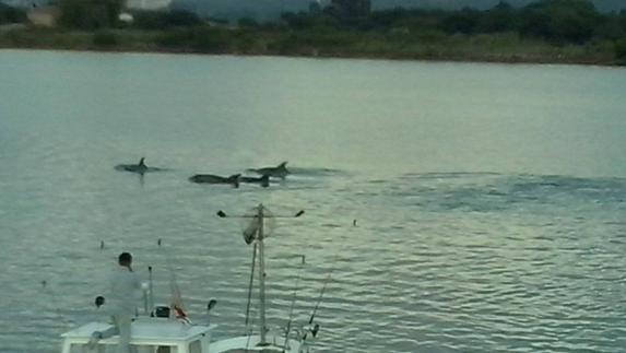 Delfines en las Marismas de Santoña