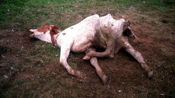 Estado en que quedó la vaca parturienta atacada ayer por los buitres en Solórzano.