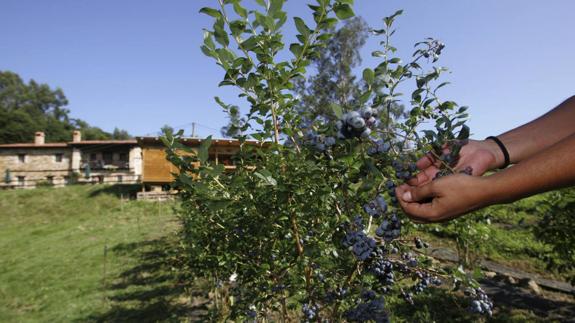 Cultivo de arándanos en una finca de San Vicente del Monte (Valdáliga).