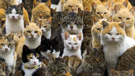 22 meses de cárcel para el joven que mató a tres gatos en Camargo