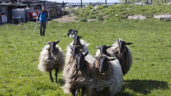 Rebaño de ovejas carranzana negra.