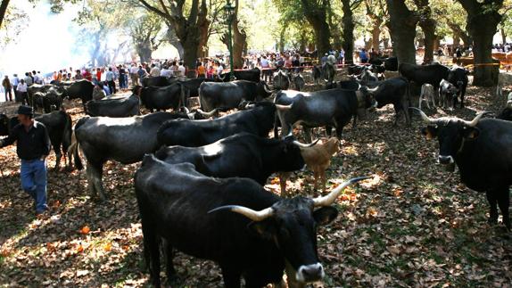 Ganado tudanco en la feria de San Martín de Toranzo, en 2006.