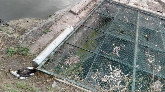 Denuncian el "abandono" del estanque de La Cantábrica, con "aves muertas"