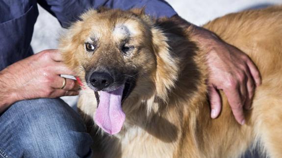 Aspecto actual de Yen. 