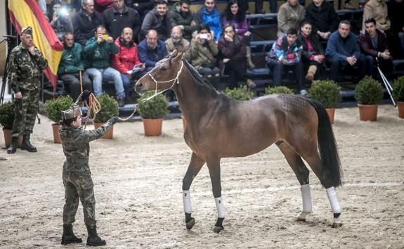 Exhibición de sementales en el Centro Militar de Cría Caballar de Mazcuerras.