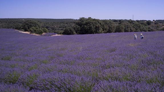 Un mar violeta de mil hectáreas