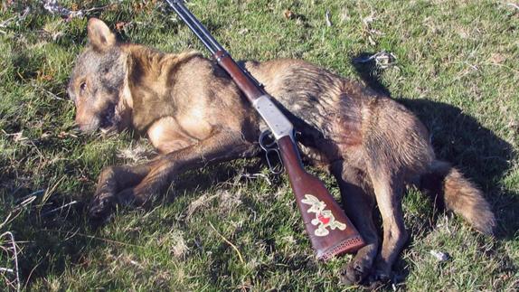 Tres lobos han muerto esta temporada por disparos de furtivos.