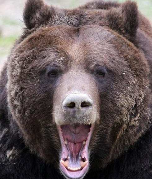 El oso pardo es una especie que se está recuperando en toda Europa