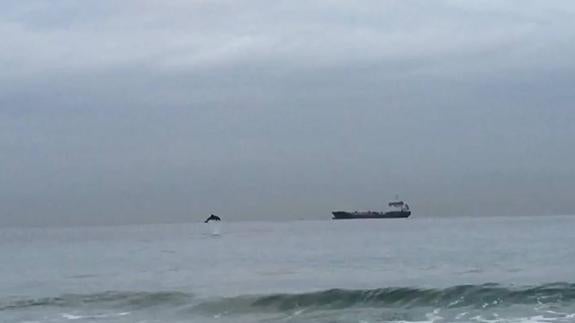 El salto de uno de los delfines en la playa de El Sardinero.