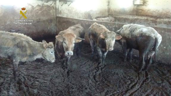 Estabulación de Barros donde aparecieron muertas 21 vacas.