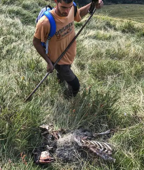 Los lobos matan otras 18 ovejas en un nuevo ataque en Tudanca | El Diario  Montañes