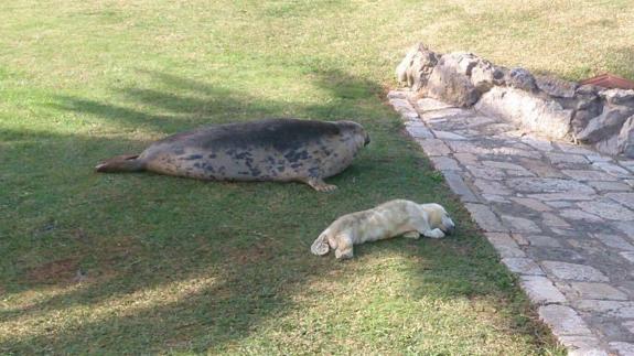 Al nacer, la pequeña foca gris tiene el pelo blanquecino. En la imagen, junto a su madre poco después del parto.