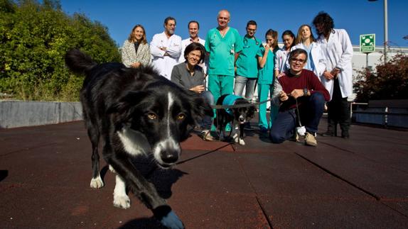 Nuria González y José Luis García (agachados), con dos border collie (Delfín y Annouk), junto a parte del equipo de profesionales de Valdecilla que participarán en el proyecto de investigación. 