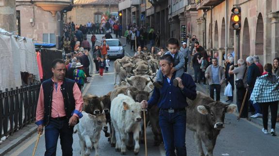 Las calles de Potes se llenaron de razas puras de vacuno.