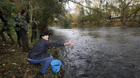 Un instante de la suelta de alevines de salmón que se llevó a cabo ayer en el río Besaya en el entorno del Parque de La Viesca. 