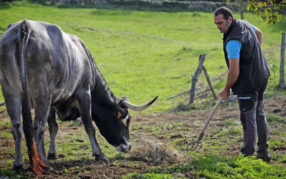 Un ganadero cántabro en plena faena.