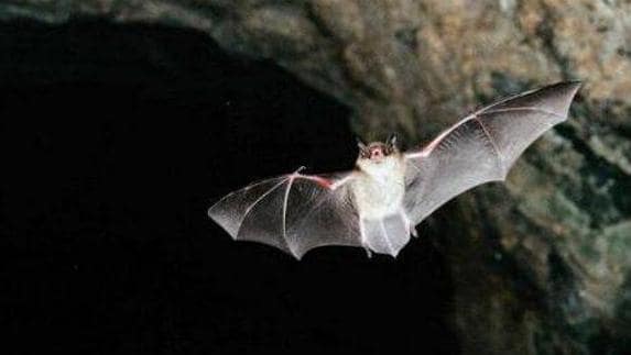 Murciélago "Rinolophus ferrumeguinun", que habita en la Cueva de El Soplao
