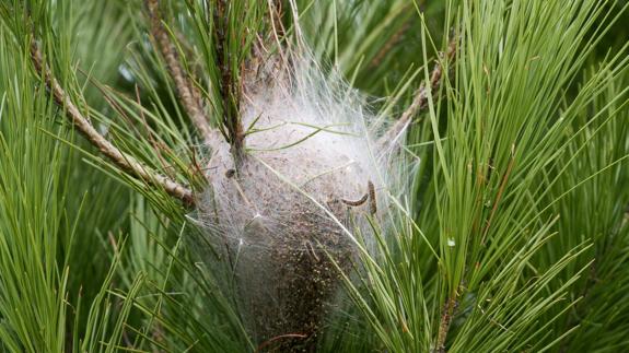 Las afecciones tóxicas y urticantes, por la pilosidad volátil, aumentan por la sequía