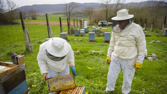 Dos apicultores campurrianos trabajan en sus colmenas.