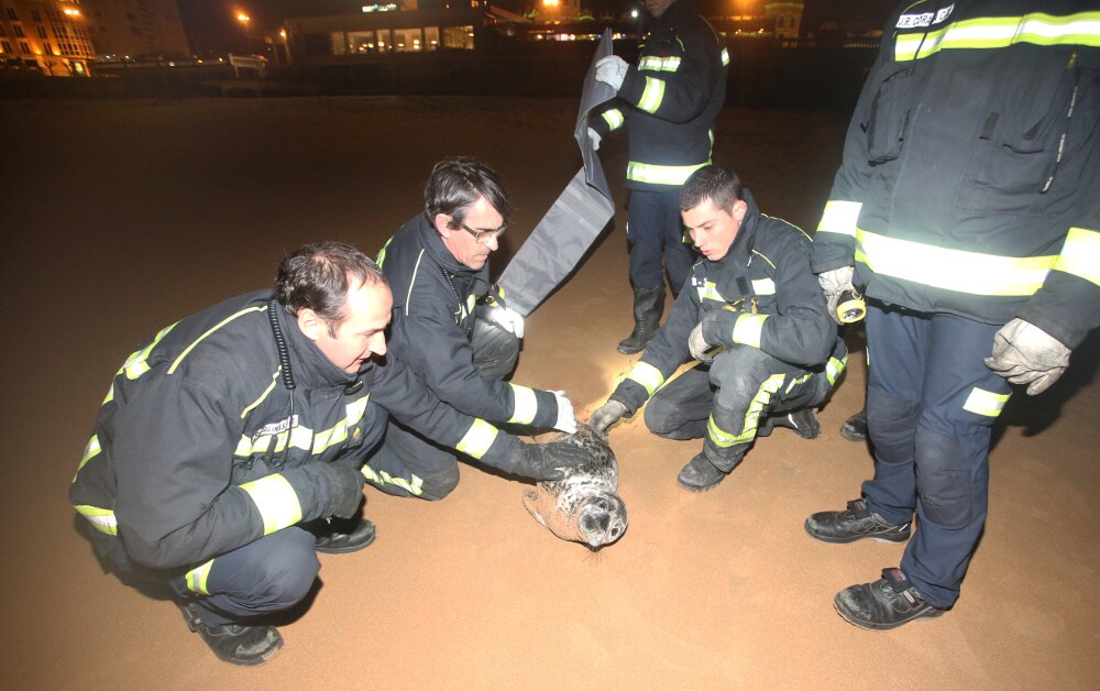 Los bomberos de Santander atendieron a la foca en la playa. 