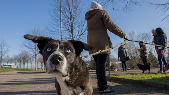 Los perros, objeto de una nueva ordenanza, solo podrán estar sueltos en el parque canino que se instalará en La Cantábrica.