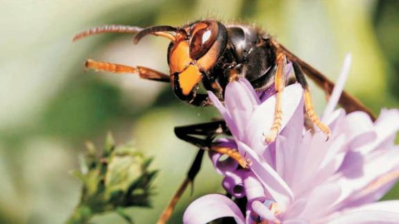 Ejemplar de avispa asiática.