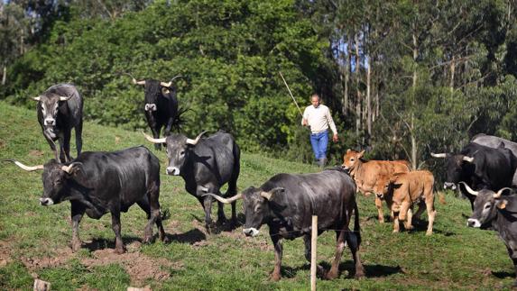 Criadero de tudancas.