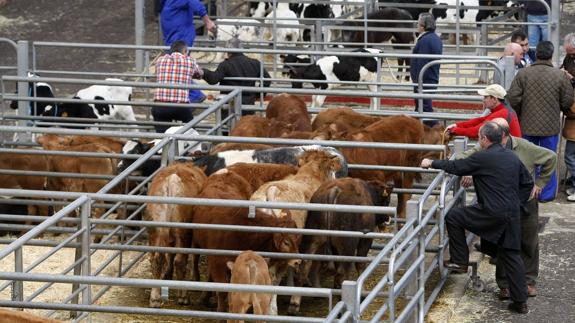 Varios ganaderos y ganado en el Mercado de ganados de Torrelavega.