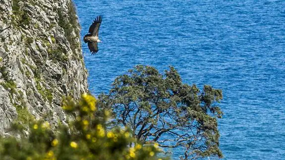 Liendo y SEO/BirdLife protegerán la única colonia de buitre sobre un acantilado marino de España
