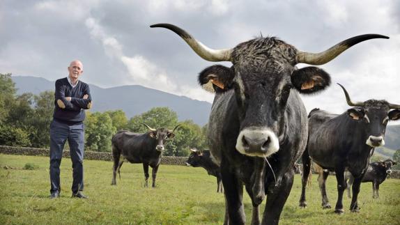 La tudanca y la carne con sello de calidad IGP de Cantabria, a debate