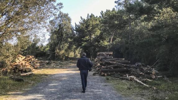 Los administradores de Emilio Bolado piden continuar con la tala en la costa de Loredo