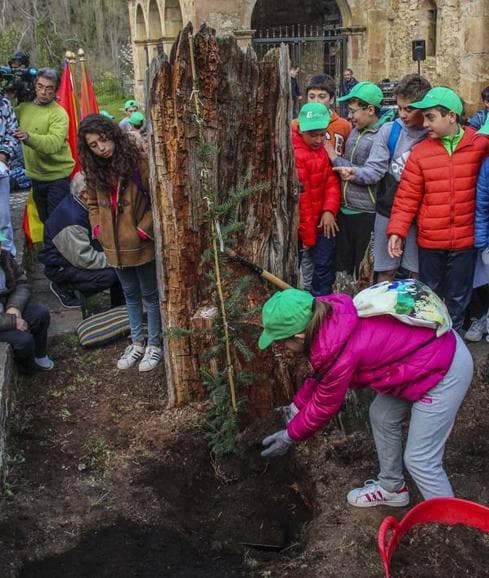 Los alumnos del CEIP Concepción Arenal de Potes fueron los encargados de plantar el esqueje del tejo junto a los restos del árbol original