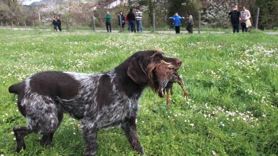 habrá exhibiciones con perros de caza.